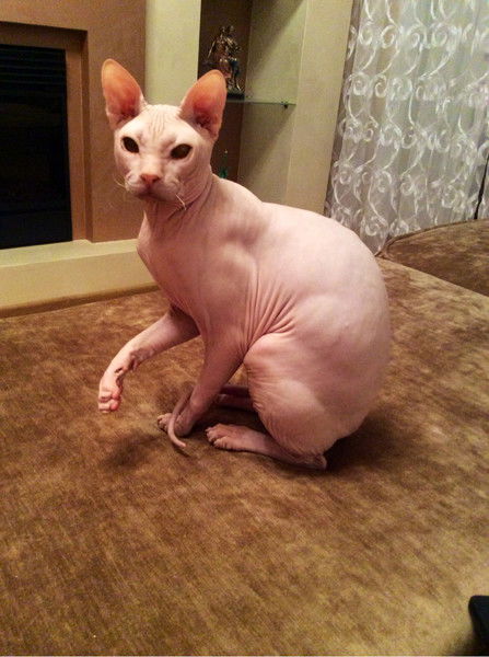 Сташкив Инна