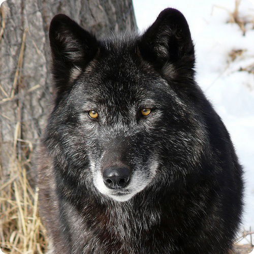 Ирина Зинченко