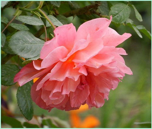 Дамира Гайсина