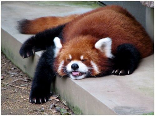 Роман Овсянников