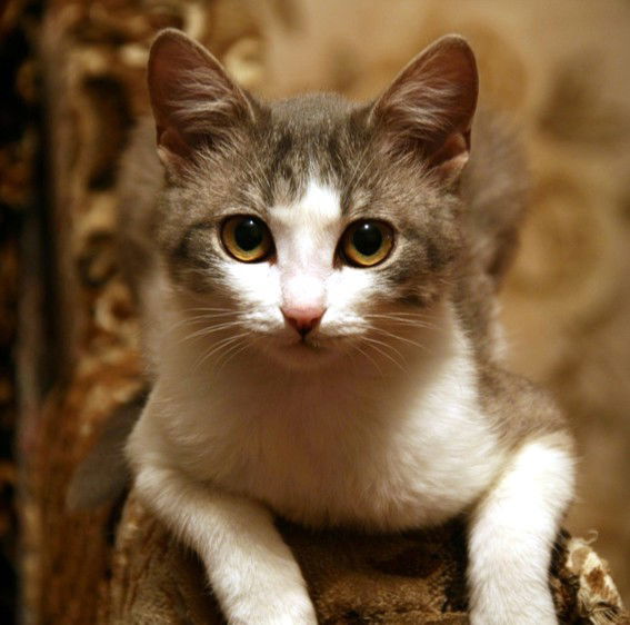 Айнур Исянов