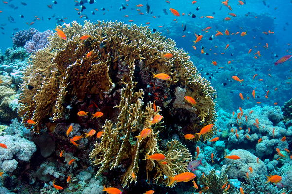 Гульбаршин @