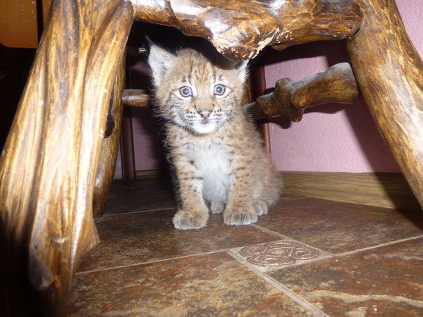 Эрнесто Чапаев