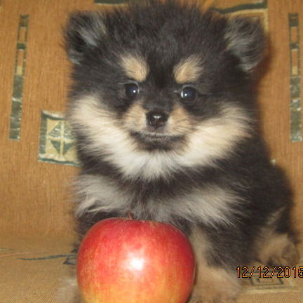 Ирина Анисимова