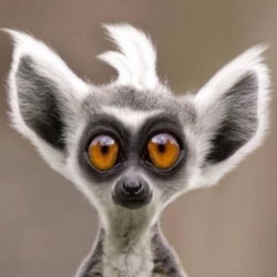 Наталья Холова