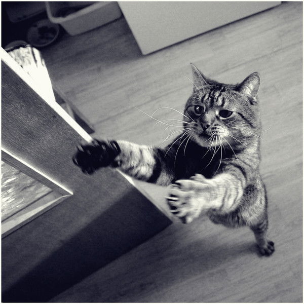 Ден Фаренник