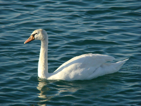 Оксана Дронова