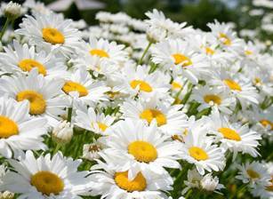 Нина Швецова