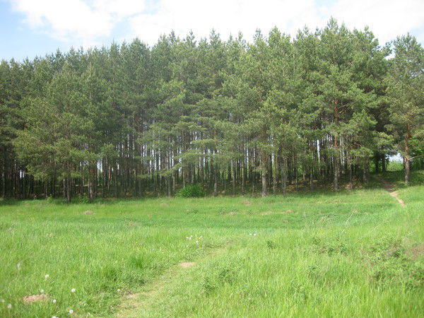 Дмитрий Саначев