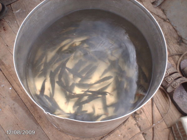 Алексей Терёшин