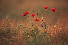 Яна Голубёнкова