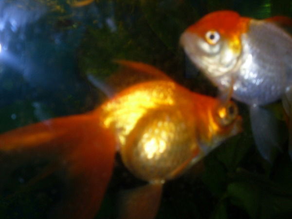 Виорел Лупушору