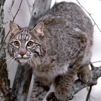 Ксения Богачевская