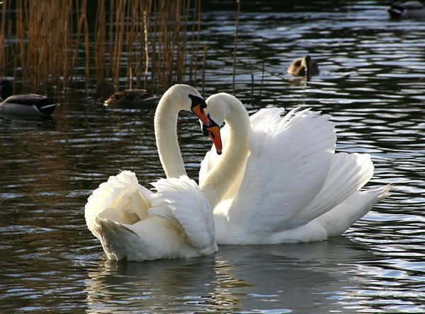 Гульнур Хасанова