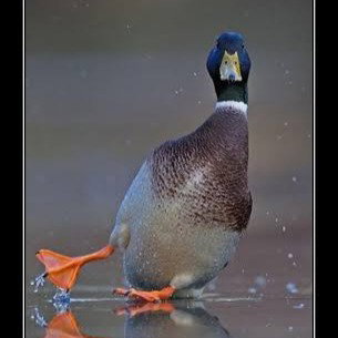 Скользкий Тип