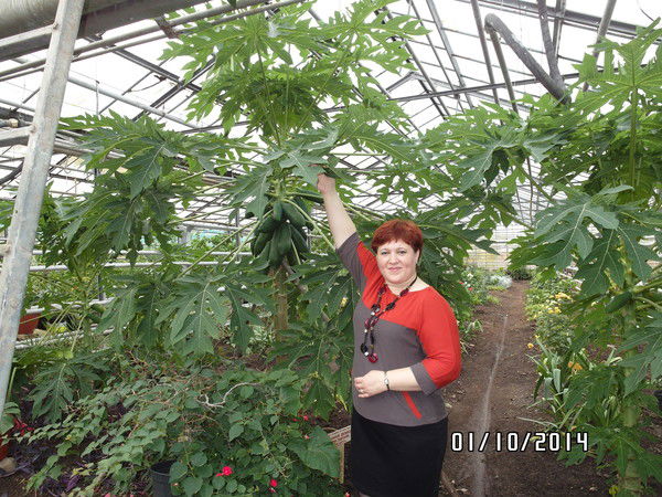 Наталья Липихина