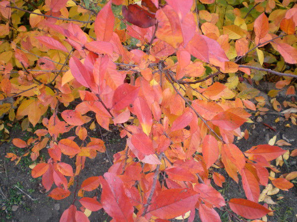 Лариса Николенко