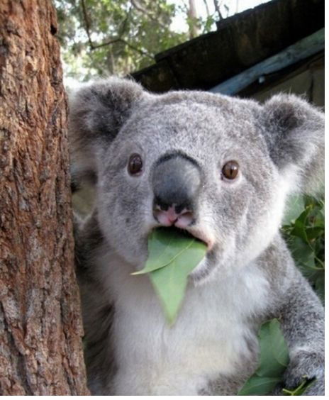 Алексей Сергеев