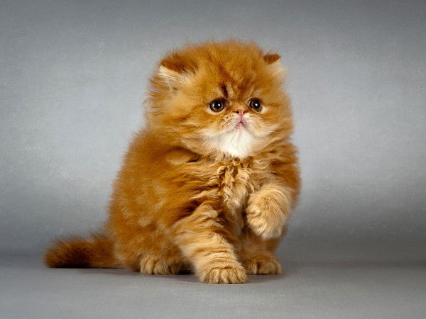 Анастасия Прохорова