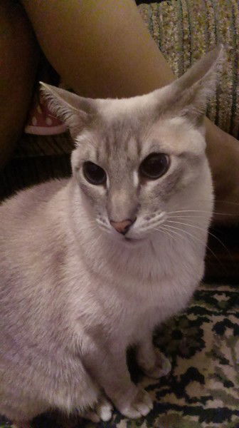 Эдик Джумамбеков