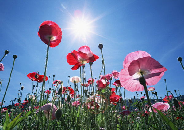 Эльвира Предеина