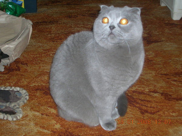 Алексей Ломанович