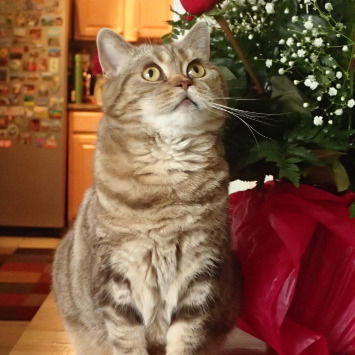 Маша Медведь