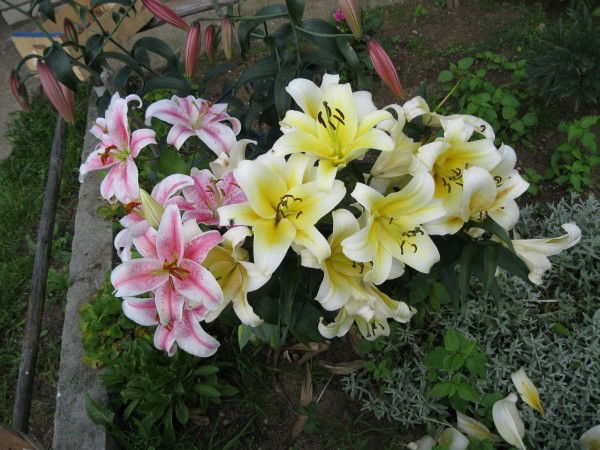 Людмила Нано+Ози