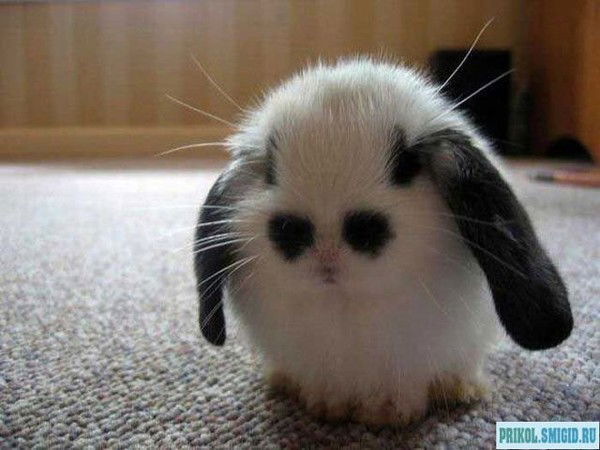 Дмитрий Фисюков