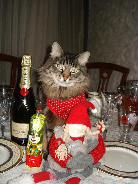 Белка Белка