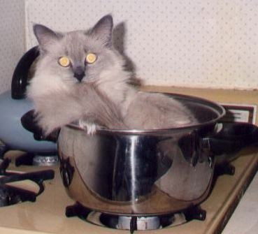 Андре Чукин