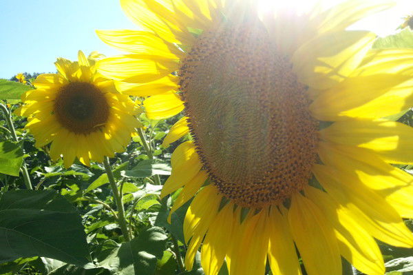 Вера Бугаева