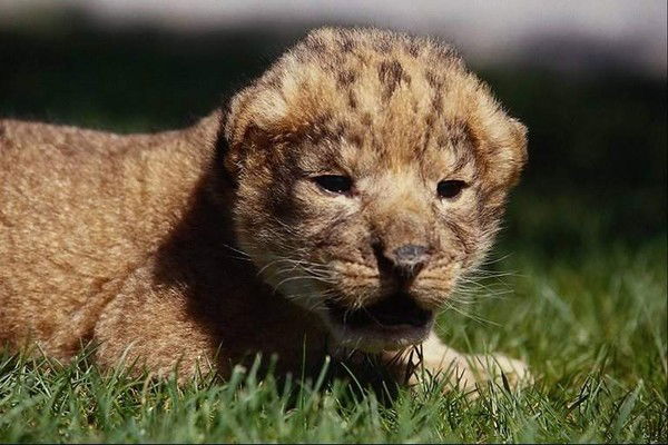 Роман Панов