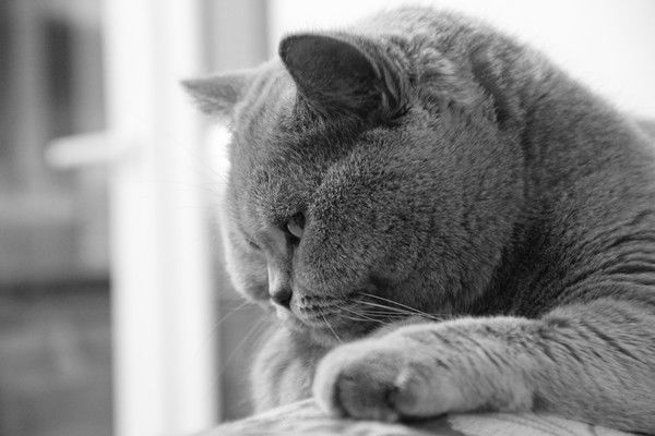 Тамара Арчакова