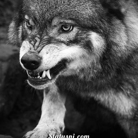 Валерий Чепелев