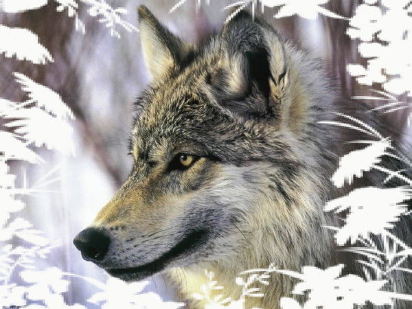 Яхья Батаев