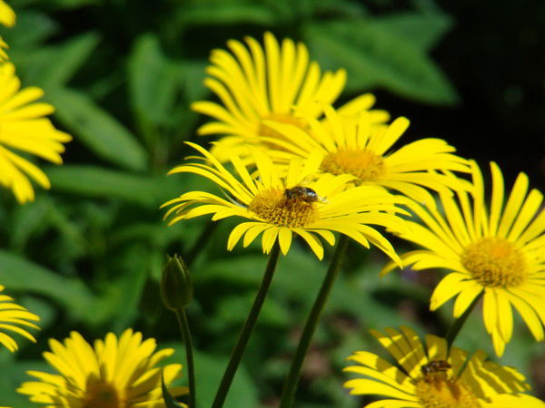 Алла Чекалёва