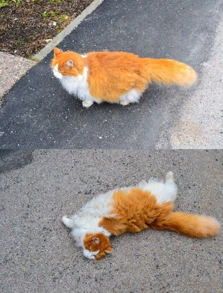 Дарья Расстригина