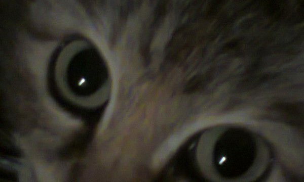 Людмила Ципневская