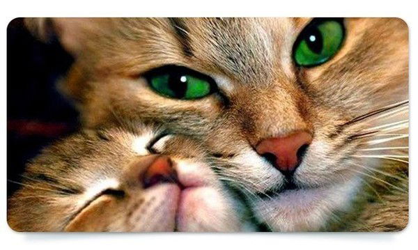 Татьяна Шадрыгина