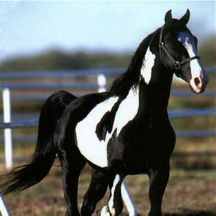 Аян Хомушку