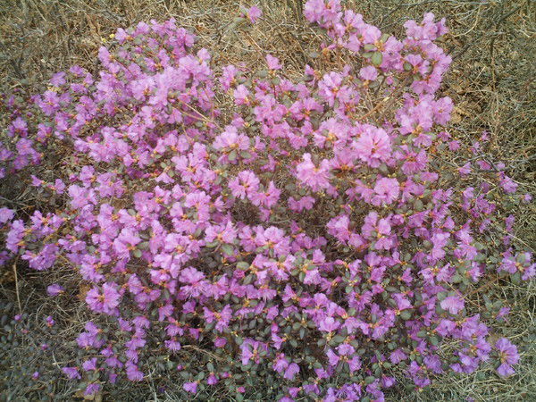 Виктория ***