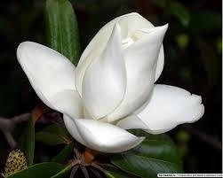 Гарма Базаржапов