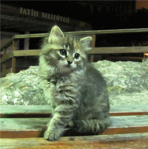 Тахмина Мажит