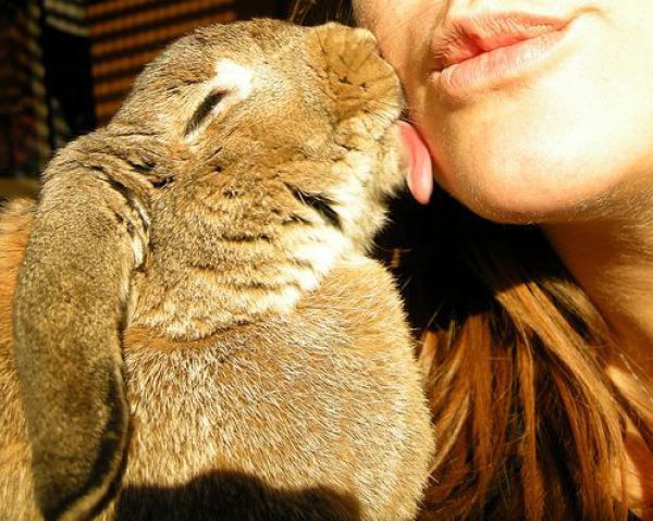 Дикий Кролик