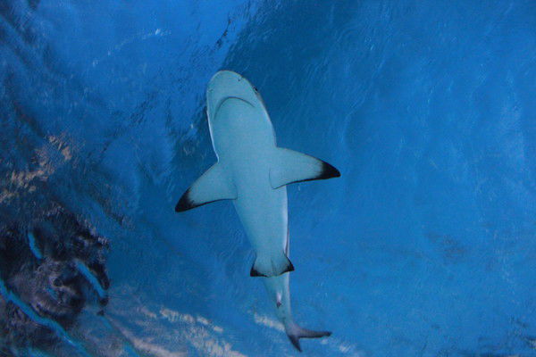 Наталия Блауберг