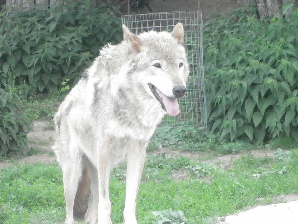 Михаил Шрамко