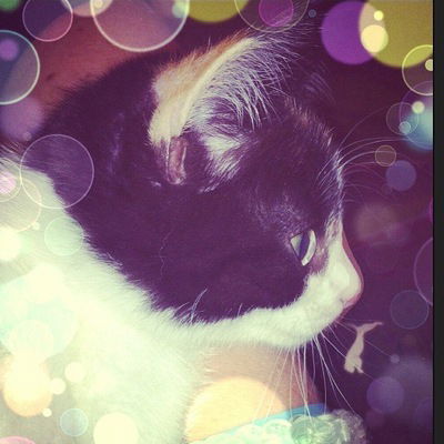 Ксения Волкова