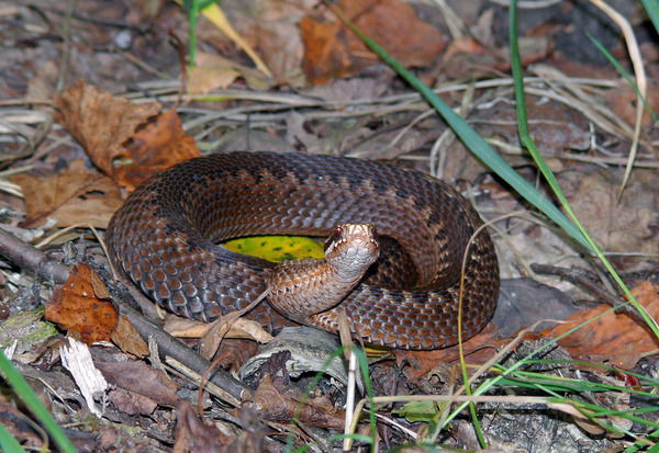 Иришка Смирнова