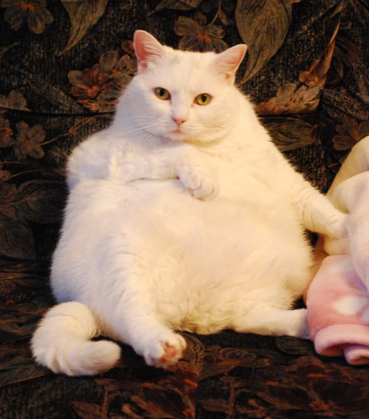 Вова Ксюшкин